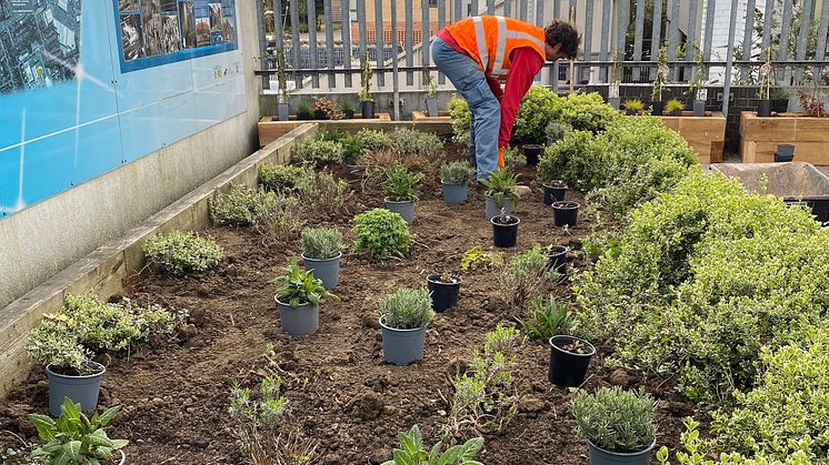 Partners in planting: Thameslink have engaged environmental charity Groundwork to make Elstree & Borehamwood station greener