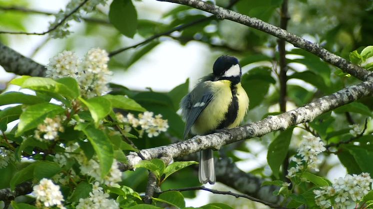 Talgoxe Parus major major, Uppsala 2020