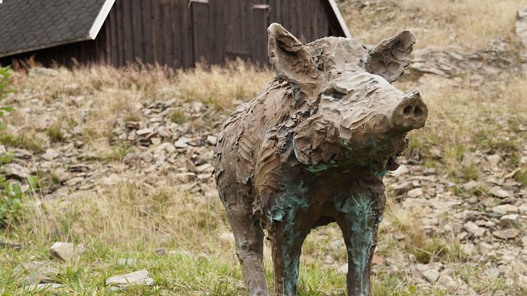 Purple Path_Wildschweine_Eine Legende besagt, dass Wildschweine auf Futtersuche am Sauberg einst das erste Zinnerz freilegten, welches in den folgenden Jahrhunderten die ganze Region prägen sollte_Fotograf Danie.jpg