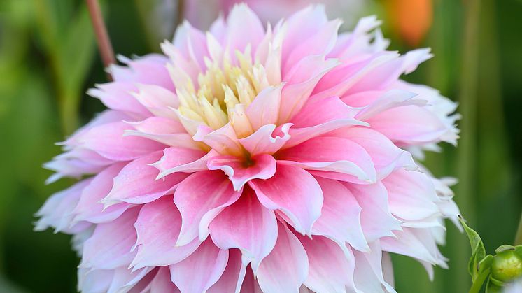 Dahlia-Pink Impact.jpg
