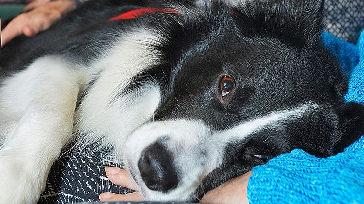 Othello är Årets sociala tjänstehund