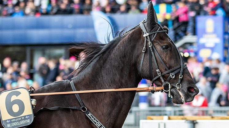 Milliondollarrhyme kommer till Elitloppet 31 maj. Foto: TR Bild