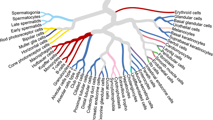 Förhållandet mellan några av de viktigaste mänskliga celltyperna som analyserats i publikationen av Karlsson et al (2021). Foto: Human Protein Atlas