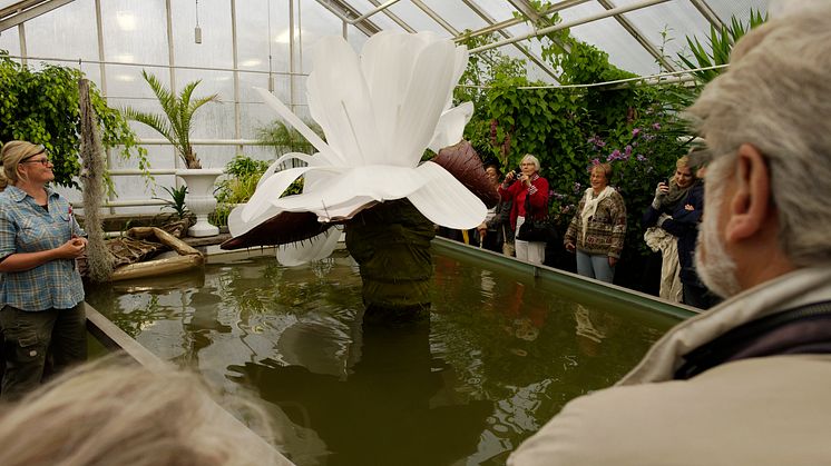Ingela Ihrman, Jättenäckrosen Victoria Amazonica BLOMMMAR, installation med jättenäckros, 2012