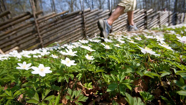 Rekordmånga anmälda till Linnémarschen – Sveriges största vandringsevent 27-28 april i Borås