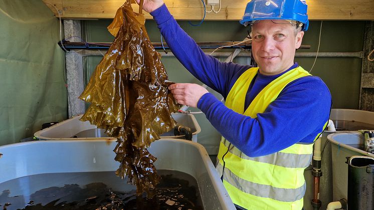 Tareproduksjon på Akvaplan-niva's forskningsstasjon (Foto: Trude Borch/Akvaplan-niva).