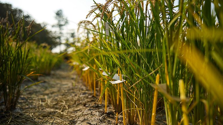 Yanmar-Sake-Article-Image_0003