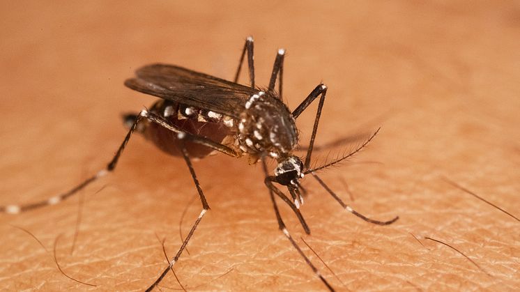 Yellow fever mosquito