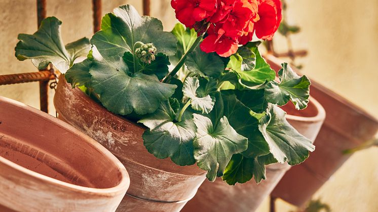 Pelargoner  ELD O JORD
