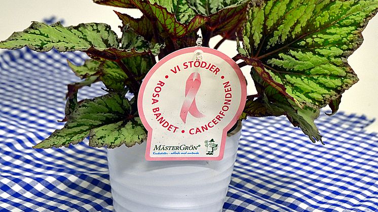 Dagens Rosa Produkt 6 oktober - en Bladbegonia från Mäster Grön