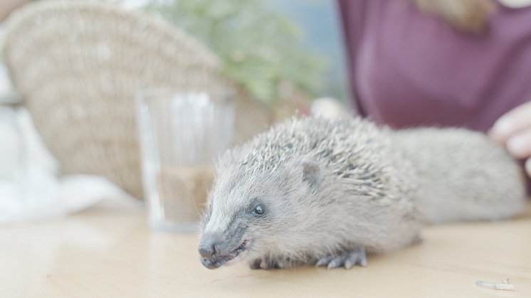 TEA 2021 Tierschutzengagement des Jahres Wildtierhilfe Vorarlberg_Igel