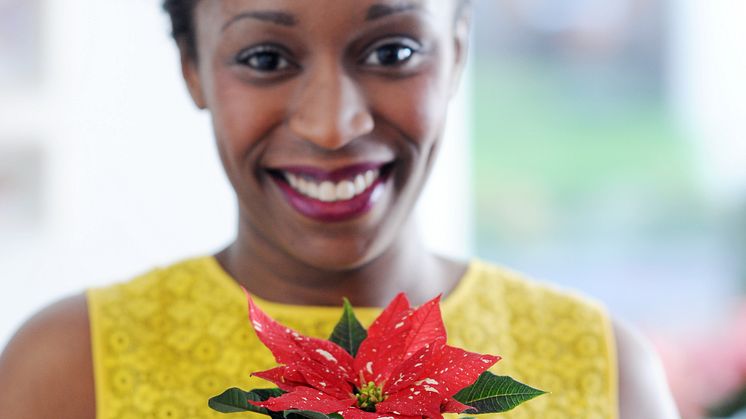 Julstjärnan, en internationell blomma som överbryggar kulturella och traditionella skillnader
