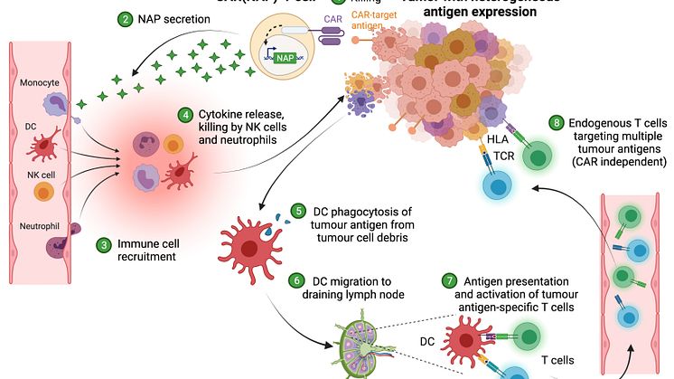 The mechanisms of action
