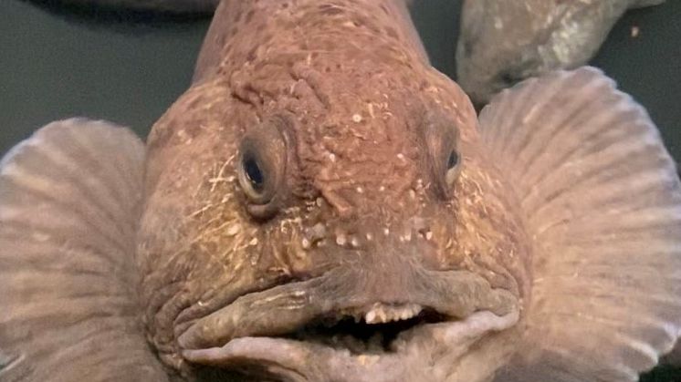 Steinbiten ser ut til å føle seg som hjemme på FISK.