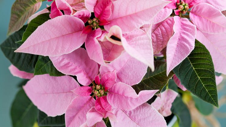 Höststjärna - Euphorbia pulcherrima Princettia-Serien