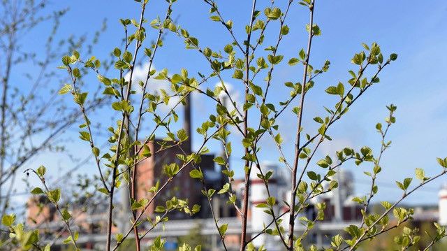 Norra Sverige - en grön tillväxtzon i världsklass
