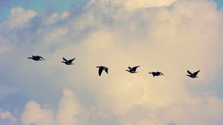Genrebild flyttfåglar, foto Pixabay.