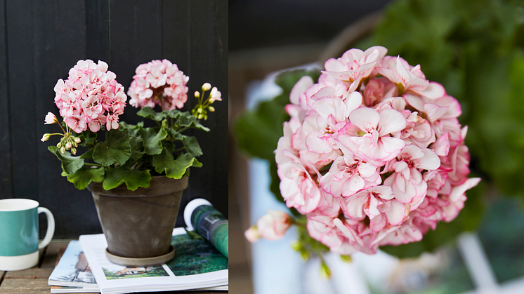 Årets Pelargon 2018: Zonalpelargon ’Picotee Pink’, Pelargonium x hortorum 