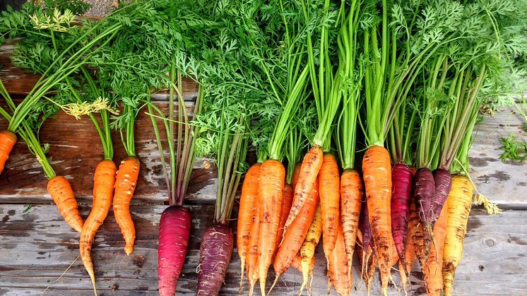 Det är slöseri med resurser att odla fram produkter som konsumenterna efterfrågar för att sedan tvingas sälja dem som foder. Foto: Pixabay.