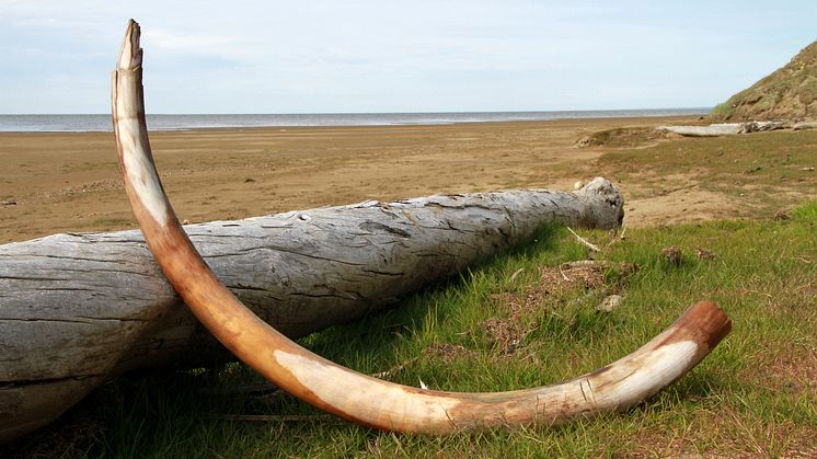 Mammutbete upptäckt i nordöstra Sibirien. Foto: Love Dalén