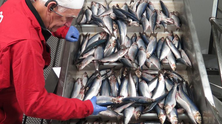 ​​​Fritt fram att äta sill från Abba till midsommar – vi köper aldrig fisk från Östersjön 