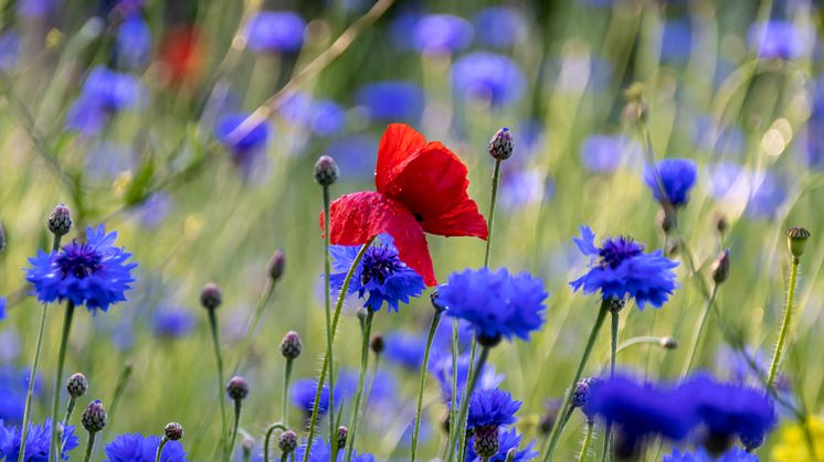 Sommarblommor