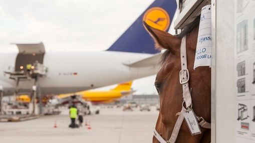 10 Jahre Frankfurt Animal Lounge