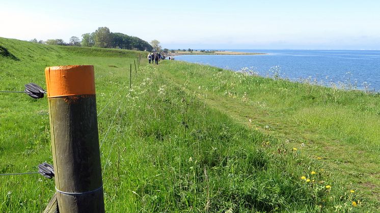 Kävlinge välkomnar pilgrimsvandrare