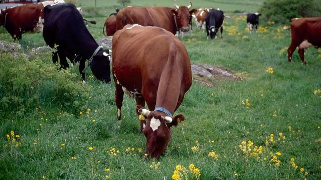 Jordbruksverket anser att det krävs kraftigt ökade resurser till veterinär beredskap så att det står i proportion till den samhällsnytta beredskapen utgör. Foto: Urban Wigert 