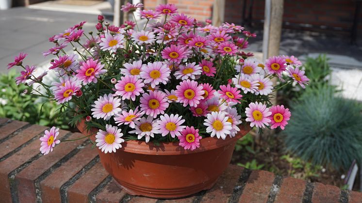 Ljuvlig nyhet 2021 - margerit Argyranthemum frutescens ’Madeira’ Pink Halo