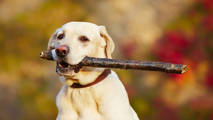 Labradoren stärker greppet
