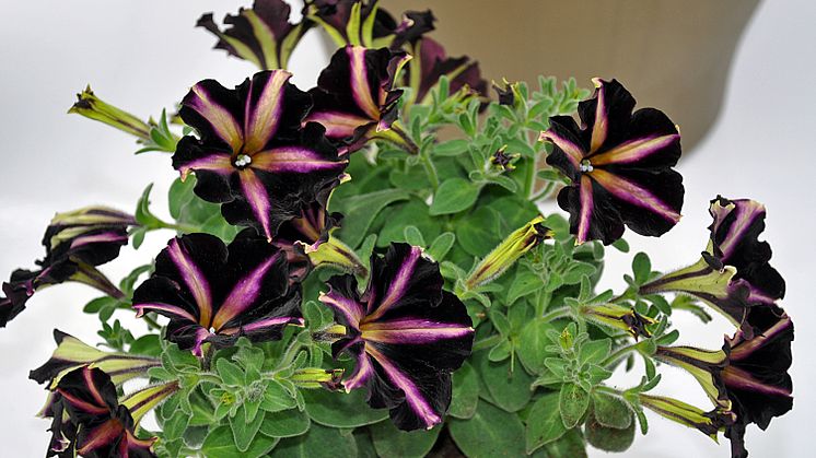 Storblommig Petunia
