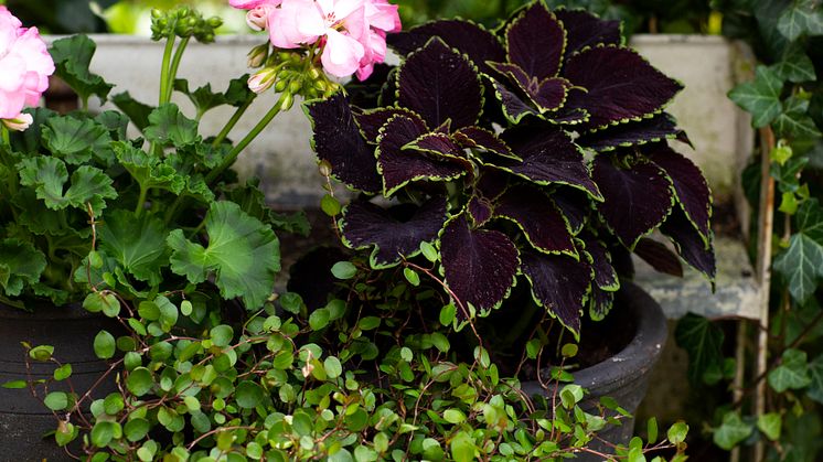 Årets Sommarblomma 2019 PALETTBLAD