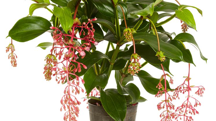 Rosenskärm Medinilla