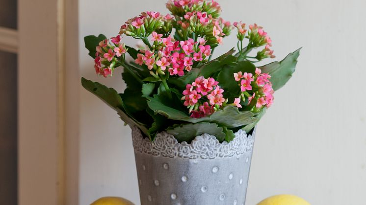 Kalanchoe blossfeldiana, Höstglöd