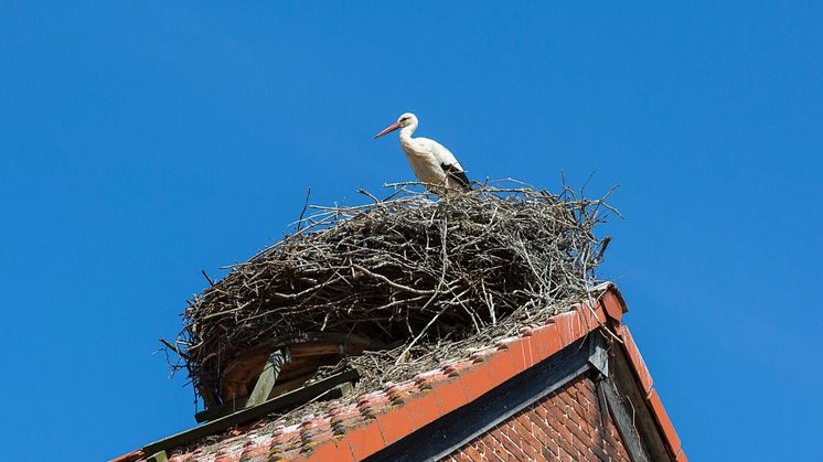 Tolle Ausblicke, nicht nur für Störche, bieten die Sommerferien in Brandenburg. Foto: TMB Fotoarchiv/Steffen Lehmann. 
