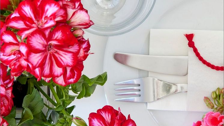 Pelargoner är en perfekt festblomma! Den är färgstark och tålig och lika fin i vas som i kruka.