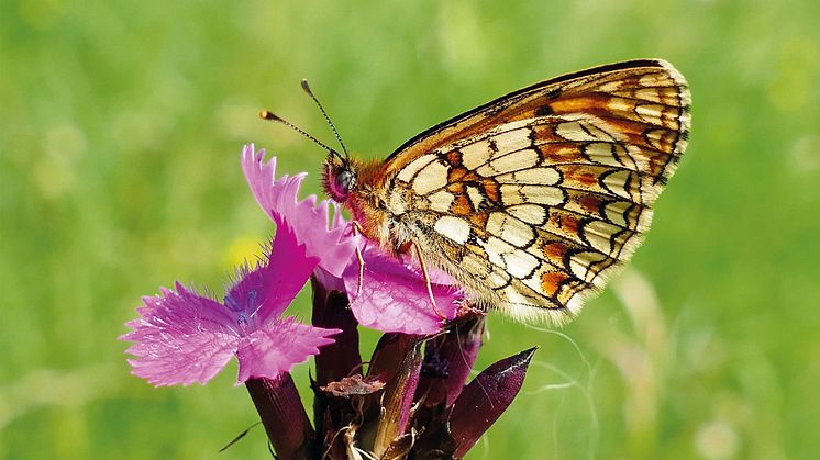 Tieschen Schmetterlings-Wiese-scheckenfalter_naturbeobachtung-Nadja Wo_300dpi_cmyk.jpg