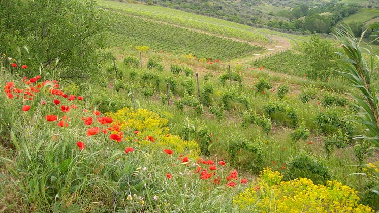 Vigne di mezzo.JPG