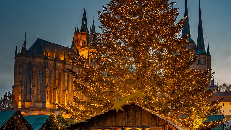 10. Weihnachtsbaum in Erfurt