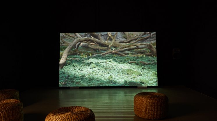 Kim Laybourn - The Animate Landscape