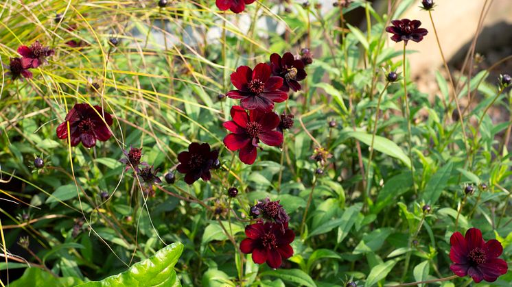 HR2_Chokladskära Carex Phoenix Green