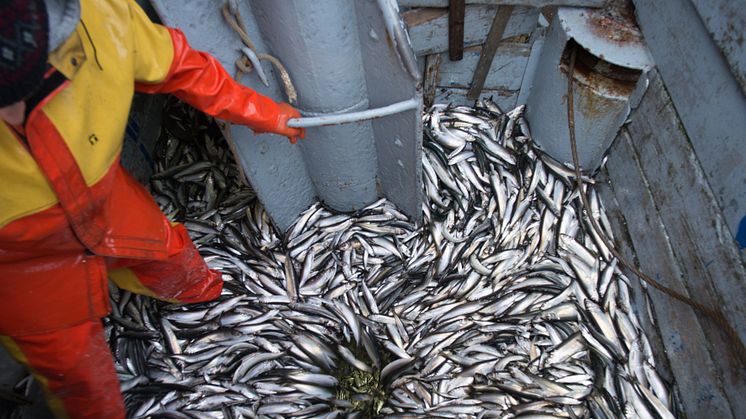 RS3591_MSC_Heringfischerei_c_LenaGanssmann-2457.jpg