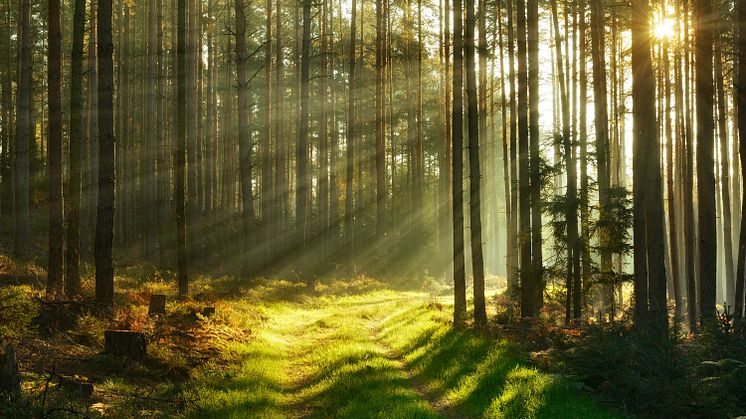 Skogsfastighetsmarknaden är glödhet