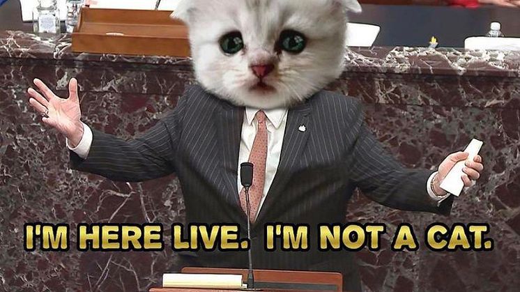 not-a-cat