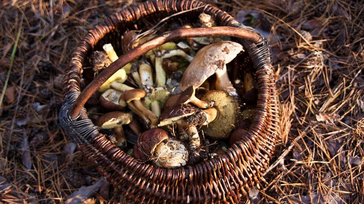 Press Trip Soria Gastronomy and International Mycology Congress 19-23 October