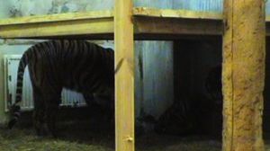Parken Zoo sätter ihop sina sumatratigrar