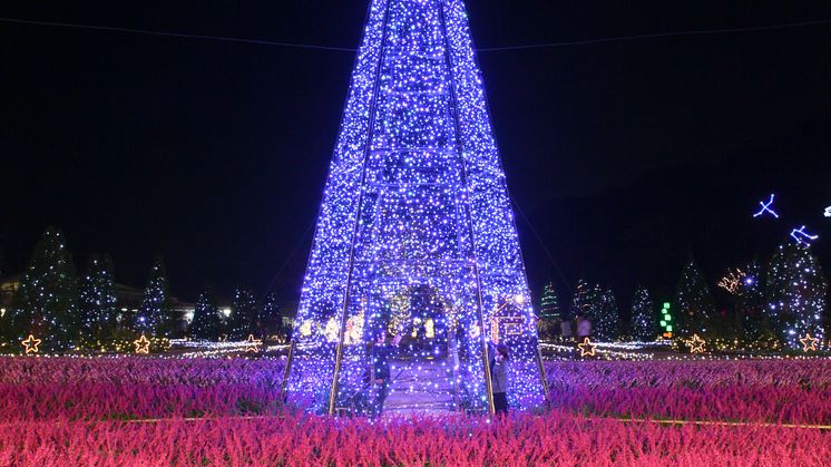 Amethyst Sage Light-Up @ Ashikaga Flower Park