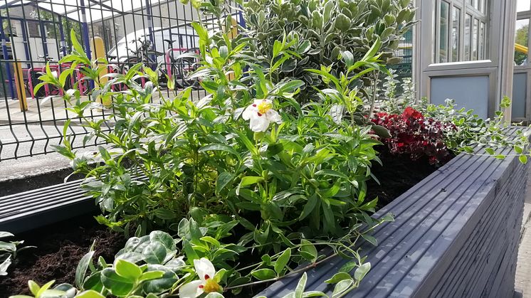 Royston station gardening