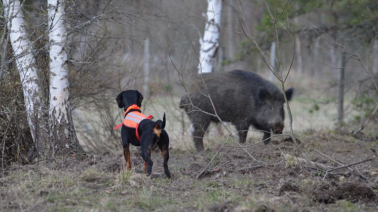 Rapport föreslår förenklingar av att sälja vildsvinskött